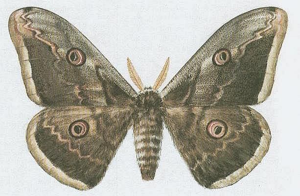 Vzdunicovci - Hmyz - Motli - Martin hrukov