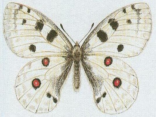 Vzdunicovci - Hmyz - Motli - Jaso ervenook
