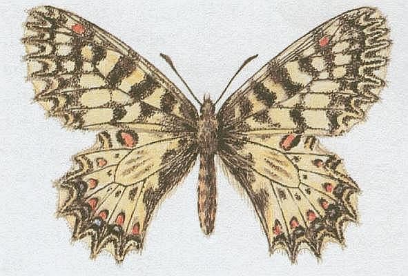 Vzdunicovci - Hmyz - Motli - Pestrokdlec podracov
