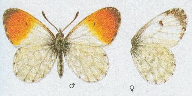 Vzdunicovci - Hmyz - Motli - Blsek eichov