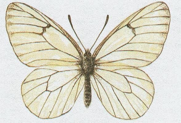 Vzdunicovci - Hmyz - Motli - Blsek ovocn