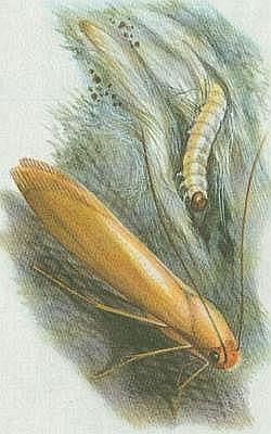 Vzdunicovci - Hmyz - Motli - Mol atn