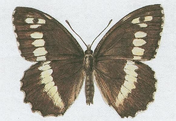 Vzdunicovci - Hmyz - Motli - Ok voavkov