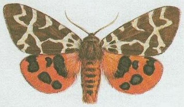 Vzdunicovci - Hmyz - Motli - Pstevnk mdvd