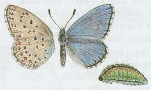 Vzdunicovci - Hmyz - Motli - Modrsek jetelov
