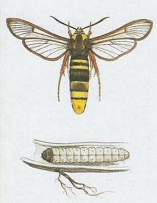 Vzdunicovci - Hmyz - Motli - Nesytka srov