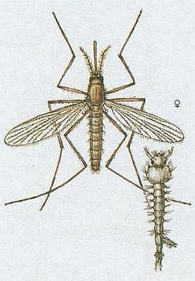 Vzdu�nicovci - Hmyz - Dvouk��dl� - Kom�r pisklav�