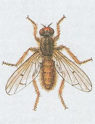 Vzdušnicovci - Hmyz - Dvoukřídlí - Výkalnice hnojní