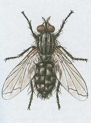 Vzdunicovci - Hmyz - Dvoukdl - Masaka
