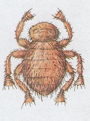 Vzdunicovci - Hmyz - Dvoukdl - Velomorka obecn