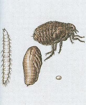 Vzdunicovci - Hmyz - Blechy - Blecha obecn