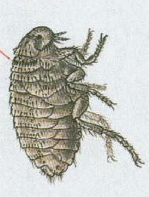 Vzdunicovci - Hmyz - Blechy - Blecha ps