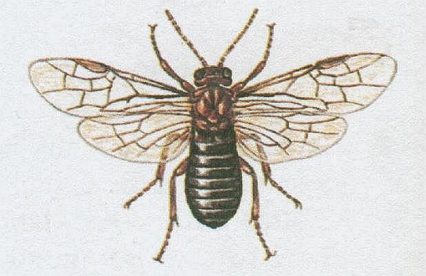 Vzdunicovci - Hmyz - Blanokdl - Pilatka jablen