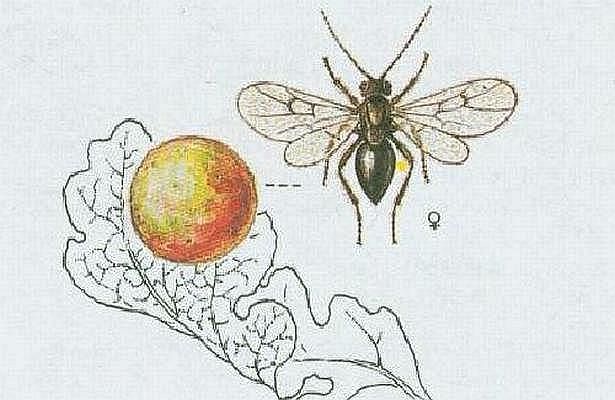 Vzdunicovci - Hmyz - Blanokdl - labatka listov