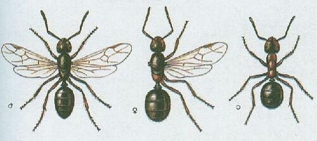 Vzdu�nicovci - Hmyz - Blanok��dl� - Mravenec lesn�