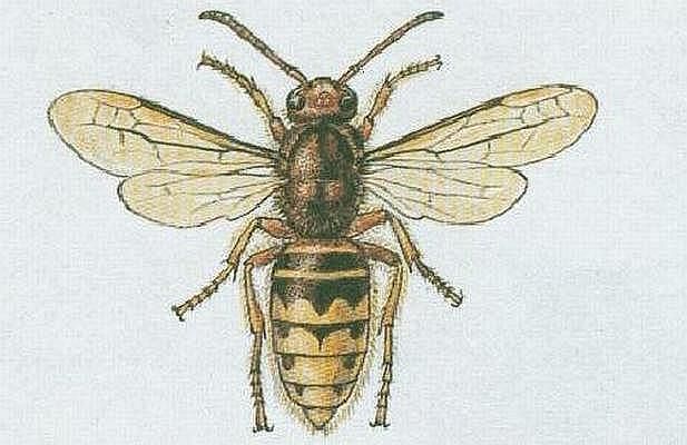 Vzdu�nicovci - Hmyz - Blanok��dl� - Sr�e� obecn�