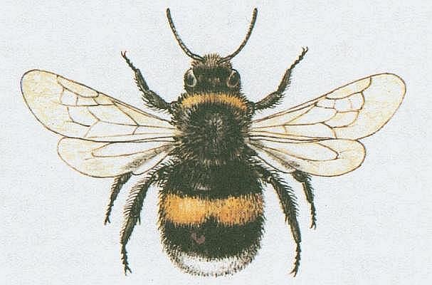 Vzdu�nicovci - Hmyz - Blanok��dl� - �mel�k zedn�