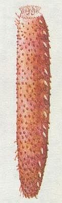 Sum obecn