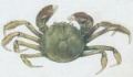 abernat - Krab n