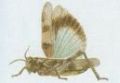Pedchzejc obrzek