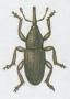 Pedchzejc obrzek