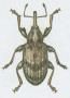 Pedchzejc obrzek