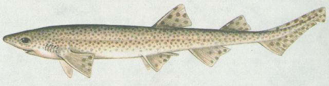 Paryby - Mka Skvrnit (Scylliorhinus caniculus)