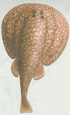 Paryby - Parejnok elektrick (Torpedo marmorata)