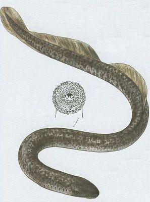 Kruho�st� - Mihule mo�sk� (Petromyzon marinus L.)