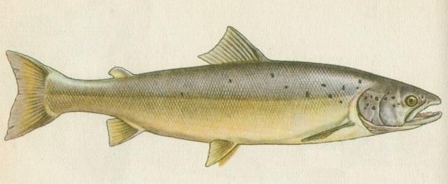 Ryby - Bezostn - Losos obecn (Salmo salar L.)