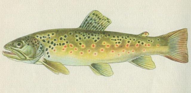 Ryby - Bezostn - Pstruh poton (Salmo trutta morpha fario L.)