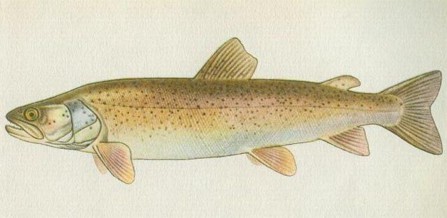 Ryby - Bezostn - Hlavatka obecn (Hucho hucho /L./)