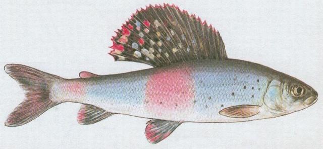 Ryby - Bezostn - Lipan podhorn (Thymallus thymallus /L./)