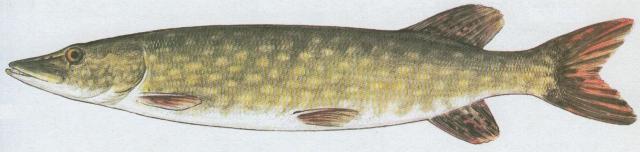 Ryby - Bezostn - tika obecn (Esox lucius L.)