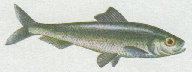Ryby - Bezostn - Sardinka obecn (Clupea pilchardus)