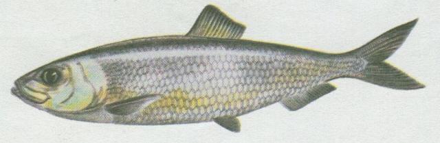 Ryby - Bezostn� - Sle� obecn� (Clupea harengus)