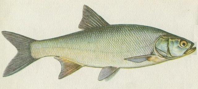 Ryby - Mloostn - Bolen drav (Aspius aspius /L./)