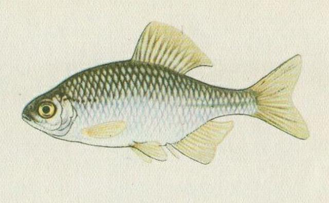 Ryby - Mloostn - Hoavka obecn (Rhodeus sericeus /Pallas /)
