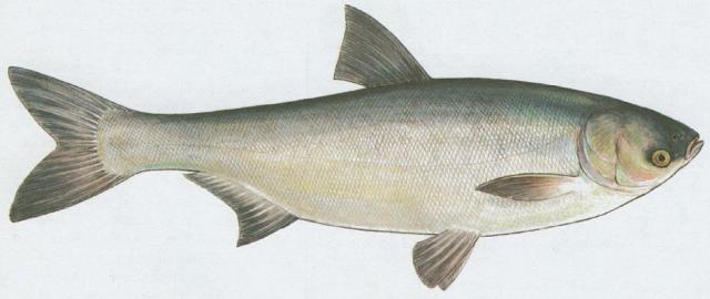 Ryby - Mloostn - Tolstolobik bl (Hypophthalmichthys molitrix /Val./)
