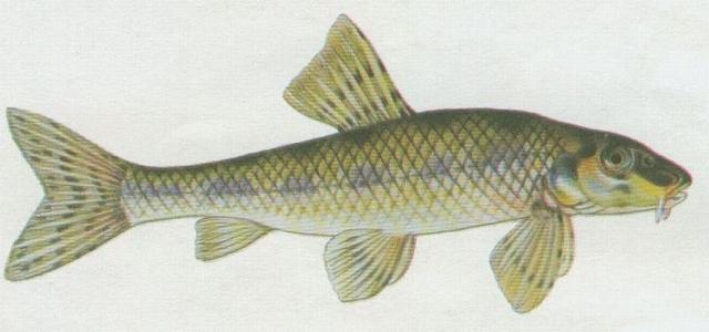 Ryby - Mloostn - Hrouzek obecn (Gobio gobio /L./)