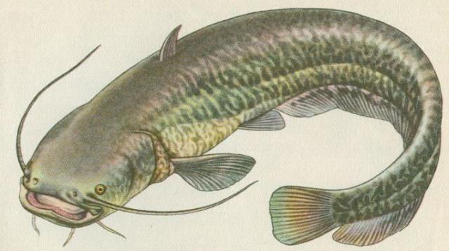Ryby - Mloostn - Sumec velk (Silurus glanis L.)