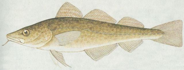 Ryby - Hrdloploutv - Treska obecn (Gadus morhua)