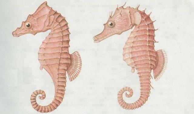 Ryby - Lalkob - Konek mosk (Hippocampus antuquorum)