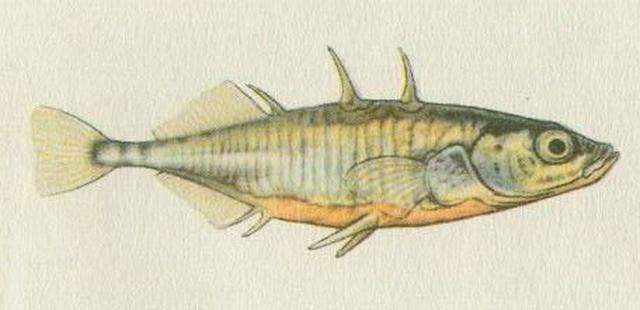 Ryby - Volnoostn - Koljuka tostn (Gasterosteus aculeatus /L./)