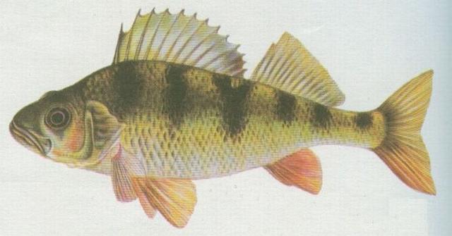 Ryby - Ostnoploutv - Okoun n (Perca fluviatilis L.)