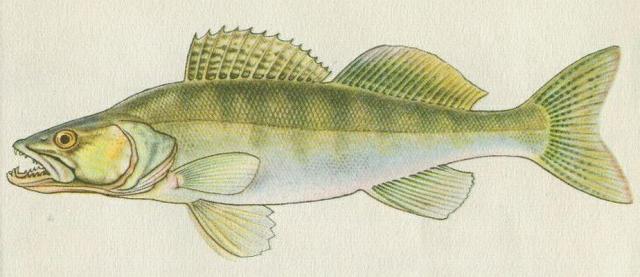 Ryby - Ostnoploutv - Candt obecn (Stizostedion lucioperca /L./)