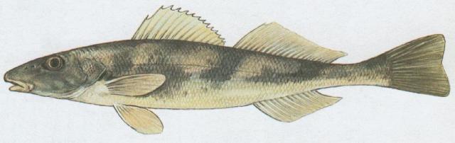 Ryby - Ostnoploutv - Drsek vt (Zingel zingel /L./)