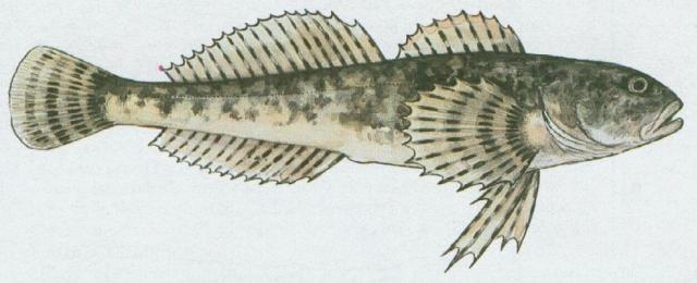 Ryby - Ostnoploutv - Vranka pruhoploutv (Cottus poecilopus Heckel.)
