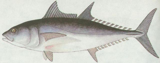 Ryby - Ostnoploutv - Tuk obecn (Thynnus thynnus)