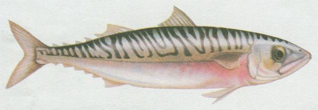 Ryby - Ostnoploutv - Makrela obecn (Scomber scomber)